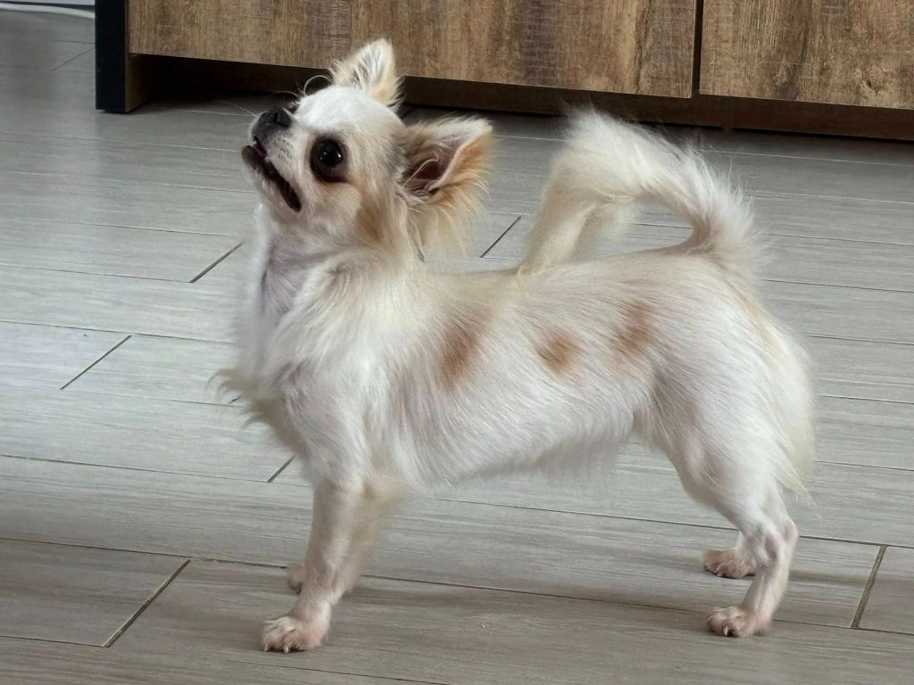 Blue Dance Xaddha little hope